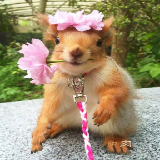 Create meme: squirrel , spring animals, little squirrel