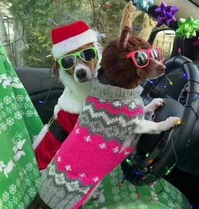 Создать мем: модные японские собаки, радостная собака, собака чихуахуа
