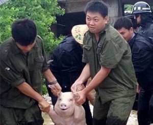 Create meme: flood, rescue, proud pig