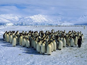 Создать мем: императорский пингвин в антарктиде, антарктида, антарктида материк пингвины