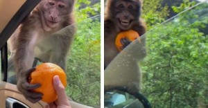 Создать мем: животные обезьяна, мартышка с апельсином мем, петиция навального