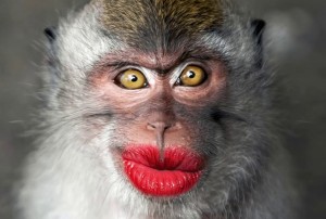 Create meme: monkey with lips, monkey with red lips