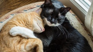 Создать мем: две кошечки, котик обнимает, кошачья любовь