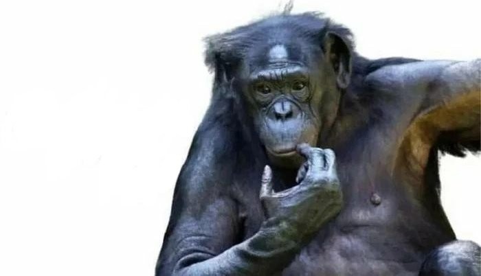 Создать мем: шимпанзе бонобо, обезьяна, шимпанзе