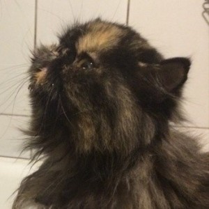 Создать мем: персидская черепаховая кошка фото