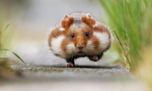 Create meme: hamster, hamster shows language, hamster