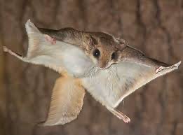 Create meme: an ordinary flying squirrel, the flying man, common flying squirrel red book