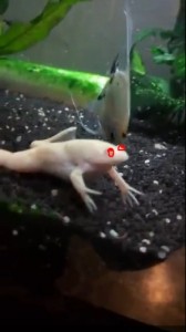 Create meme: aquarium, African clawed frog, axolotl