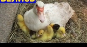 Create meme: goslings were, Muscovy duck