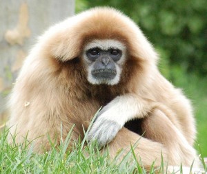 Create meme: white-bearded Gibbon, dwarf Gibbon, white-handed Gibbon male