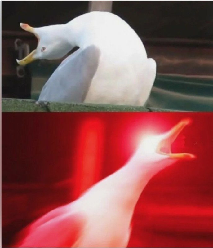 Create meme: a deep breath and meme, screaming Seagull, a deep breath