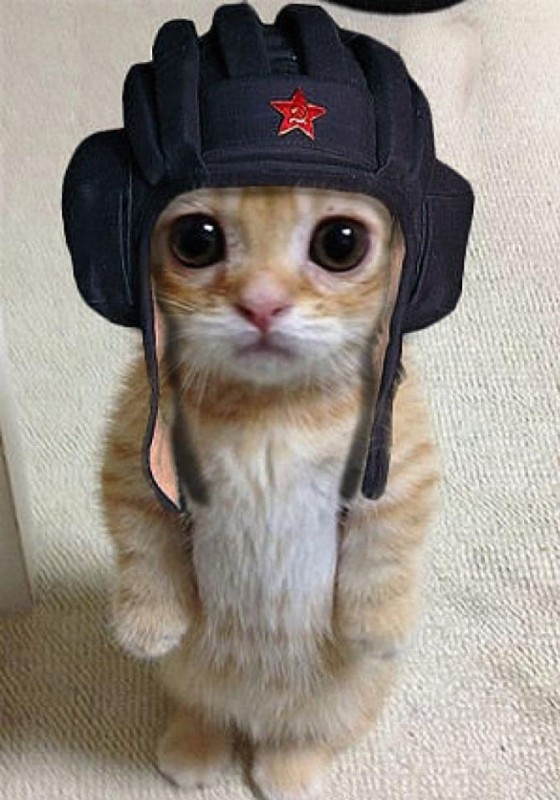 Create meme: a cat in a military hat, cat in uniform, the cat in the tankman's helmet