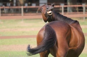 Create meme: horse, fun, selection of jokes
