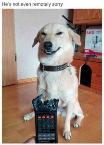 Create meme: funny dog, dog, the dog chewed on the remote