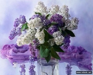 Create meme: lilac flowers, lilac