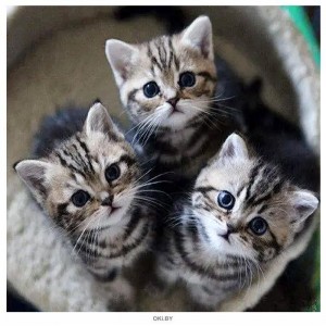 Создать мем: трое милых котиков, много милых котиков, котята