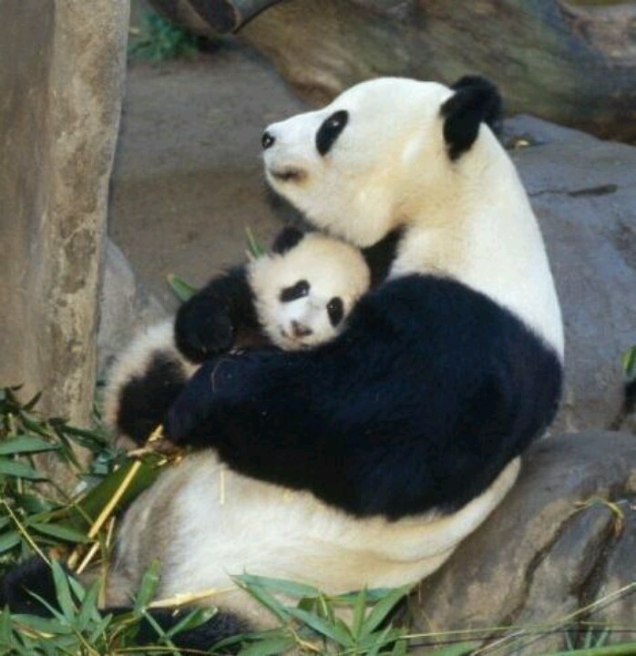 Create meme: panda animals, the giant Panda , panda animal