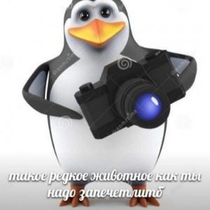 Создать мем: пингвин в очках, мем пингвин с фотоаппаратом, 3 д пингвин