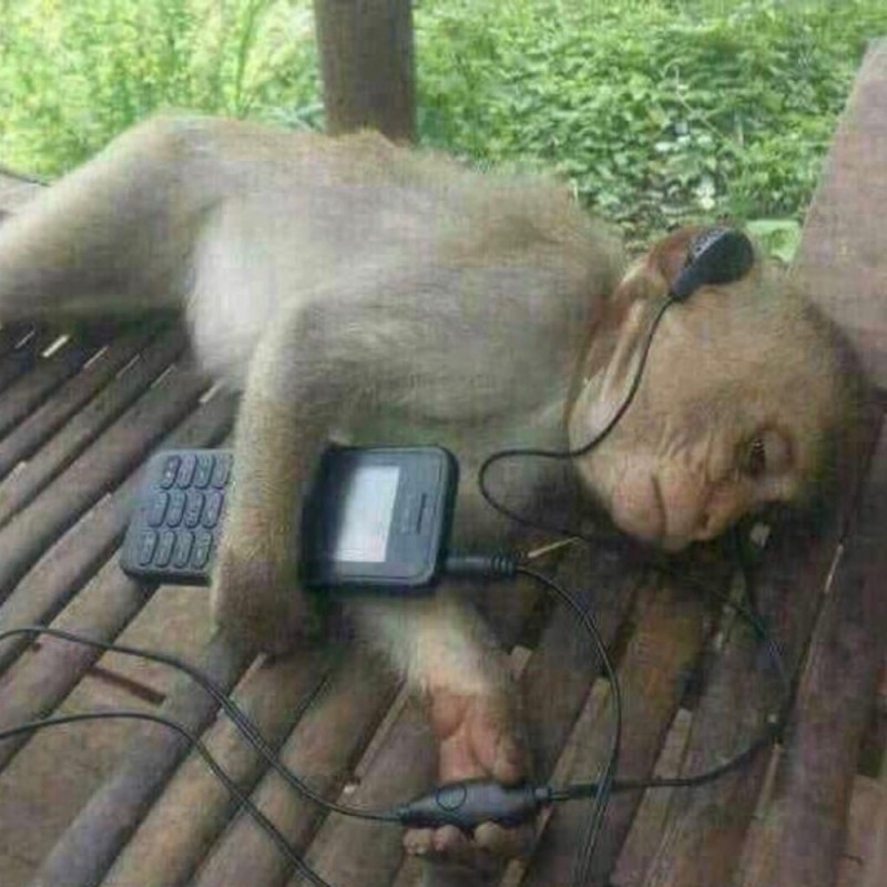 Create meme: the monkey is resting, monkey with headphones, animals 