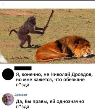 Create meme: lion and monkey with a stick, Of course I'm not a drozdov, but a monkey, Get up descendant of the monkey feed me descendant of the lion