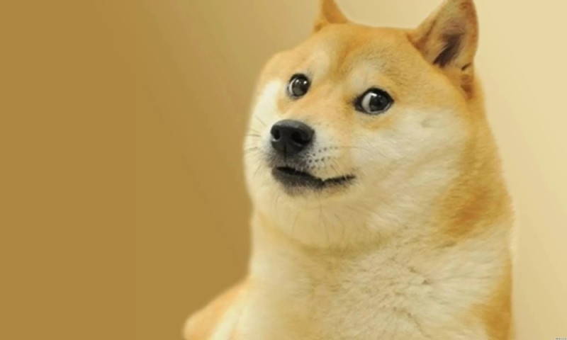 Создать мем: shiba inu meme, doge собака, сиба-ину догги