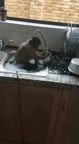 Create meme: monkey washing dishes, monkey washing dishes, monkey washes in the sink