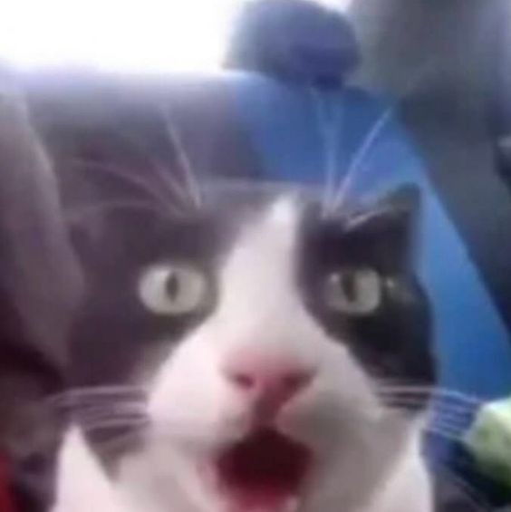 Создать мем: удивляющийся кот, офигевший кот, смешные котики в шоке