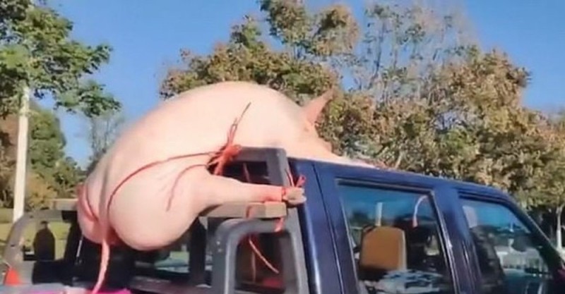 Создать мем: смешные животные, свиньи в грузовике, огромная свинья
