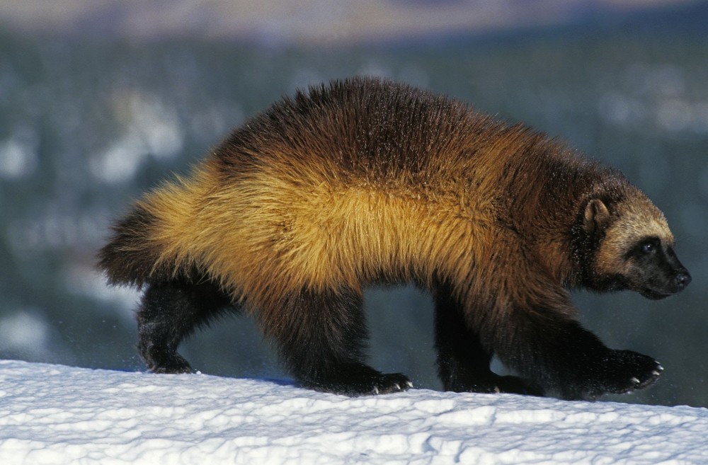 Create meme: wolverine animals, Wolverine in the tundra, east siberian wolverine