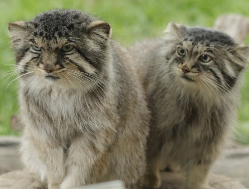 Создать мем: степной кот манул, дикая кошка манул, лесной кот манул