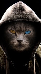Создать мем: картинки на обои животные кот капюшон, крутой кот на аватарку, картинки котов в капюшоне