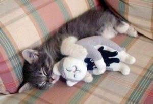Create meme: One, cherish cherish cats photo, the cat hugs the toy