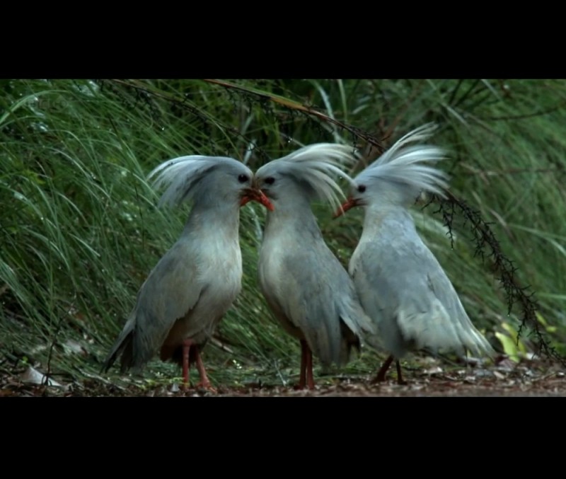 Create meme: kagu bird, kagu (rhynochetos jubatus), southeastern
