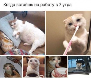 Создать мем: кошки, cat meme, приколы с котами