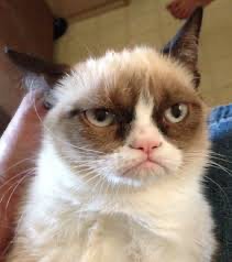 Создать мем: угрюмый кот мем, недовольный кот с надписью, грустный кот