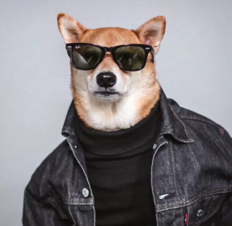 Создать мем: собака в солнечных очках, крутая собака