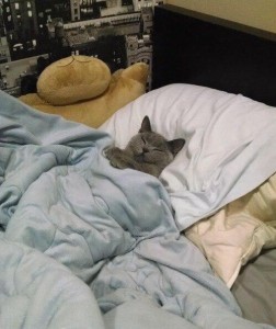 Создать мем: кошка залезла под одеяло, кот спит в одеяле, кошка спит под одеялом