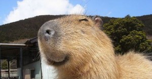 Создать мем: добрая капибара, капибара пузико, capybara