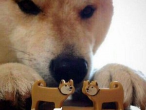 Создать мем: собака, собака соединяет игрушечных псов ебитес, пес ебитес шаблон