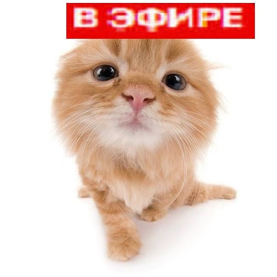 Create meme: cute cats funny, seals , seals seals