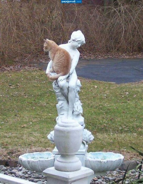 Создать мем: кот юмор, коты, садовый фонтан