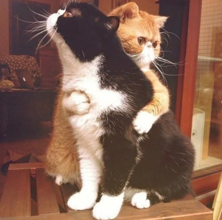 Создать мем: черный и белый котик обнимаются, люблю котика, кошки обнимашки
