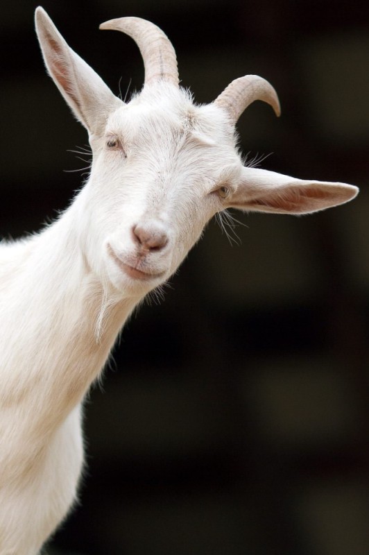 Create meme: goat , goat, goat's milk