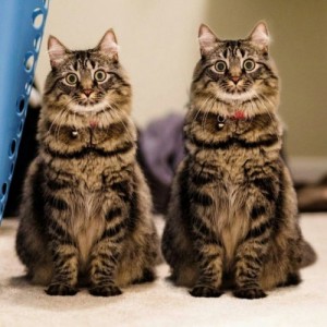 Create meme: Two cats