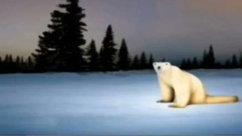 Создать мем: полна, природа арктики, полярный медведь