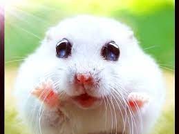 Create meme: cute hamsters, awesome hamster, hamster funny