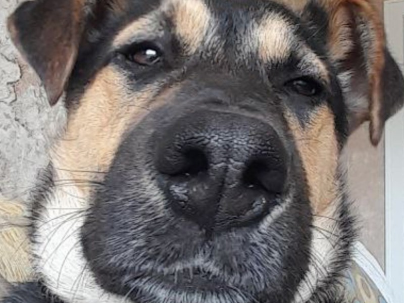 Create meme: German shepherd , shepherd's nose, dog 