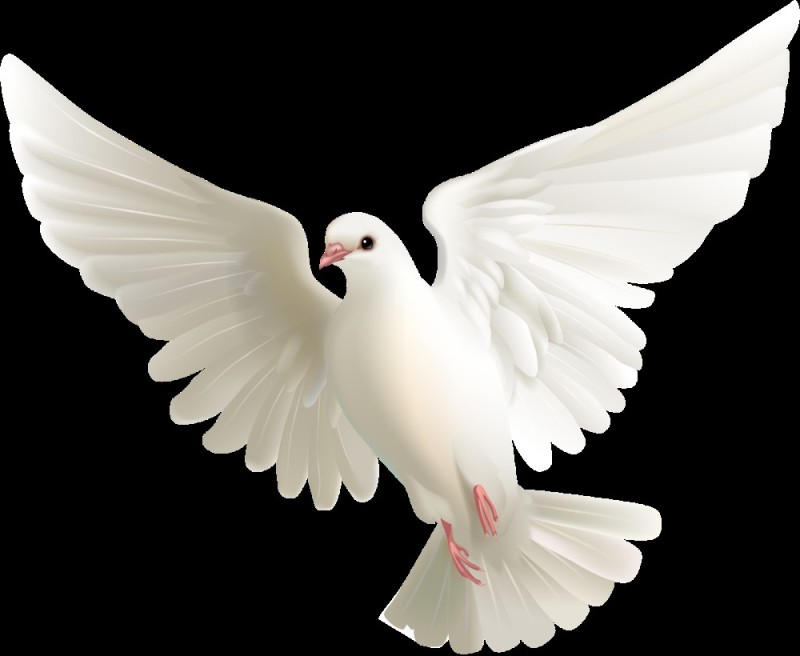 Create meme: dove white, dove , pigeon on a white background