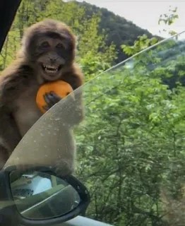Создать мем: обезьянка с апельсином, обезьяна с апельсином мем, обезьяна мартышка
