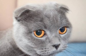 Создать мем: британский вислоухий кот, вислоухий кот серый, вислоухая кошка